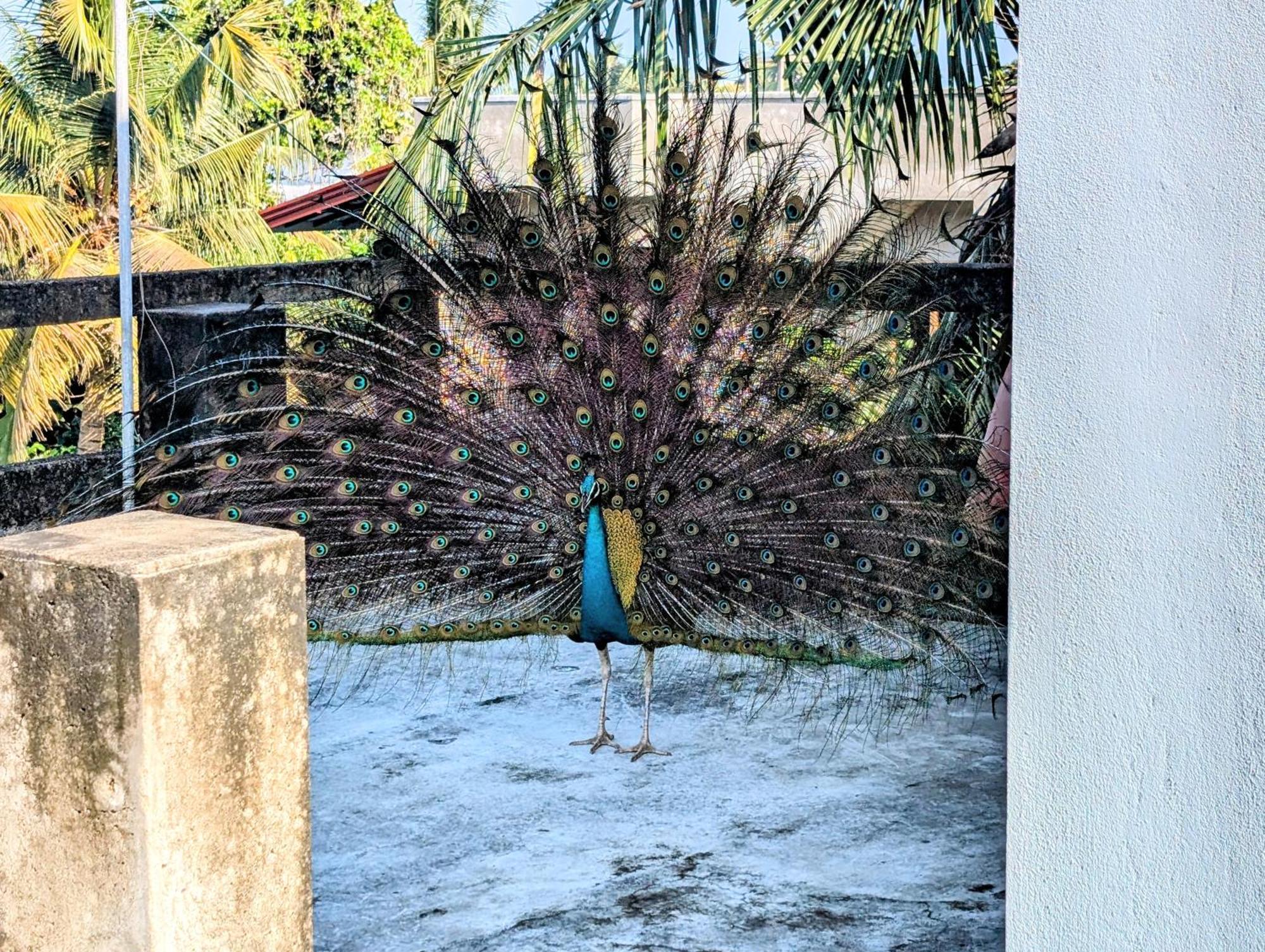 Costels Mirissaホステル エクステリア 写真